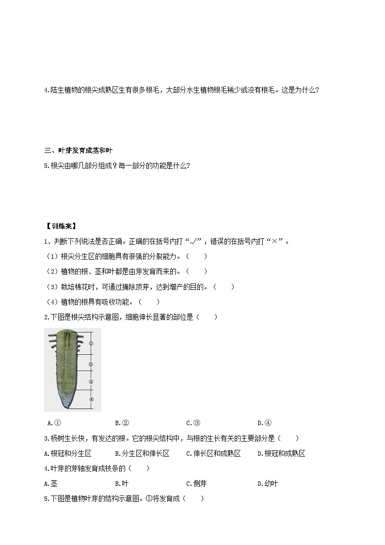 苏教版初中生物七下 4.9.2植物的生长 导学案(含答案)第3页