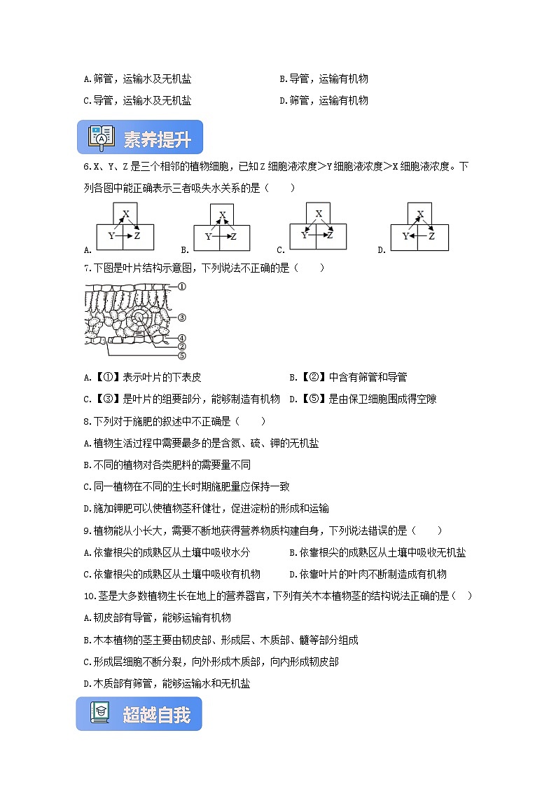 苏教版初中生物七下 4.10.1植物的营养器官 分层练习（含答案）第2页