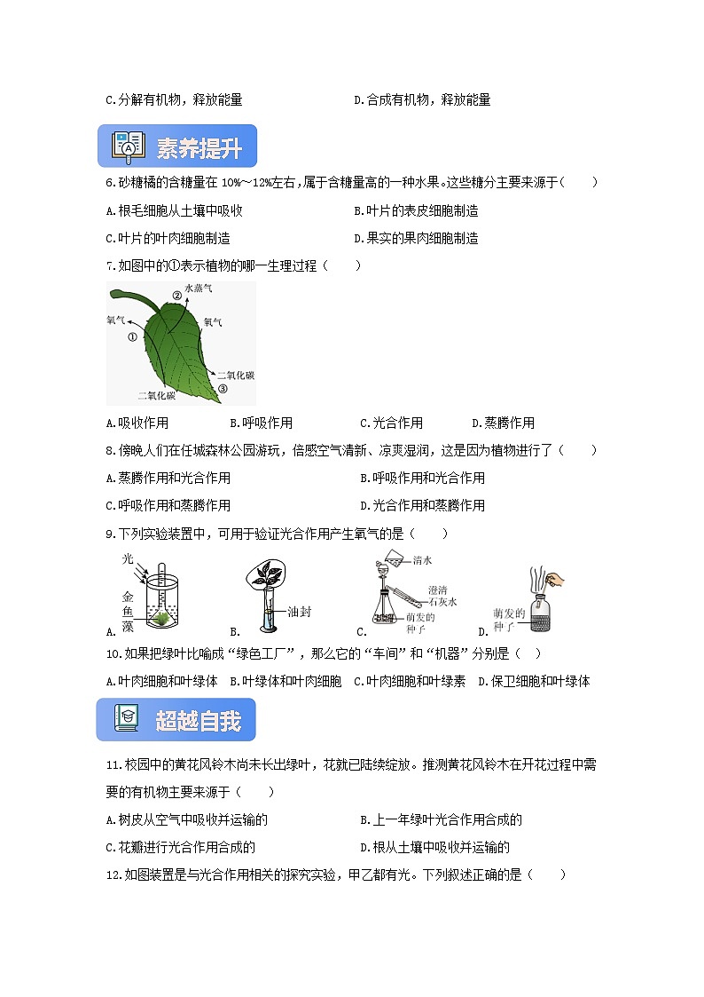 苏教版初中生物七下 4.11.1植物的光合作用 分层练习（含答案）第2页