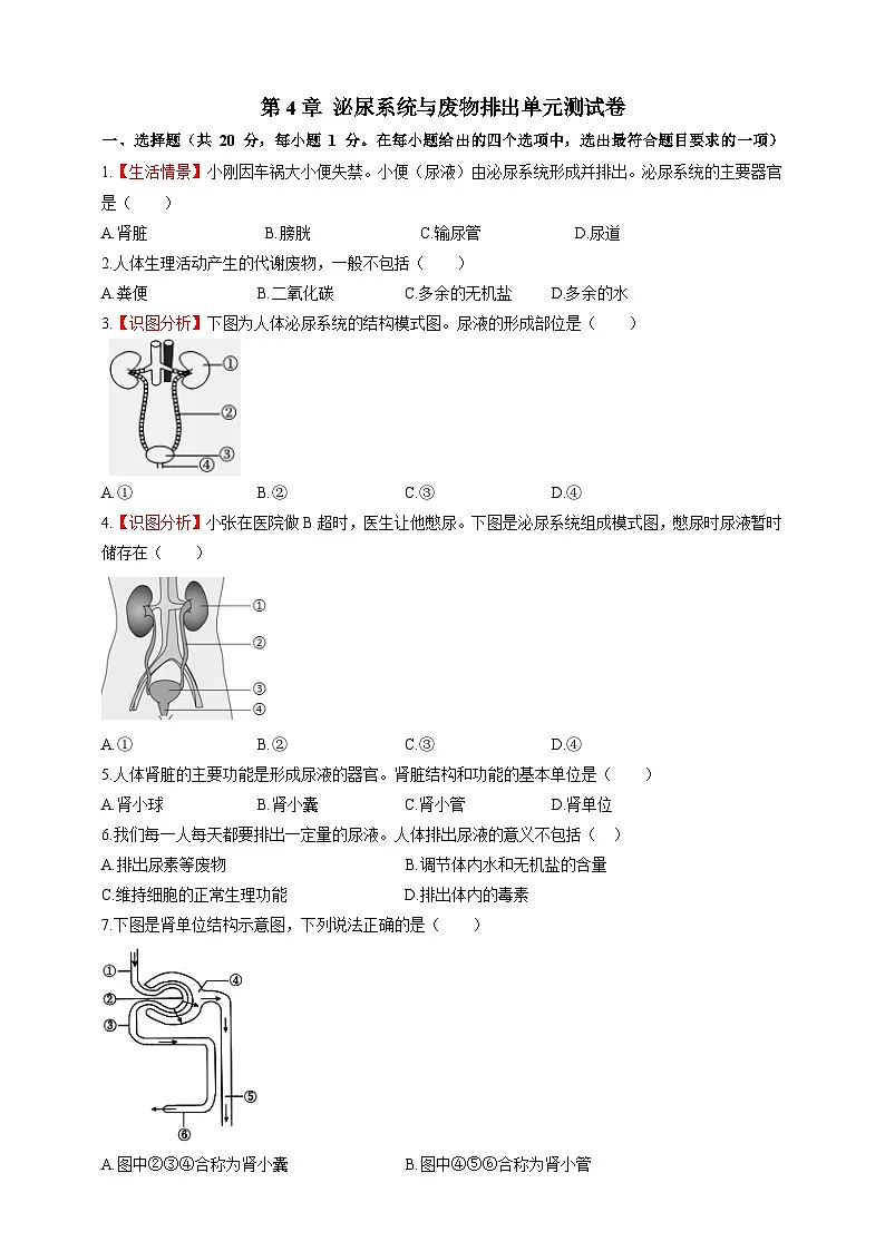 【情境卷】第4章 泌尿系统与废物排出单元测试卷--冀少版（2024）生物七下第1页
