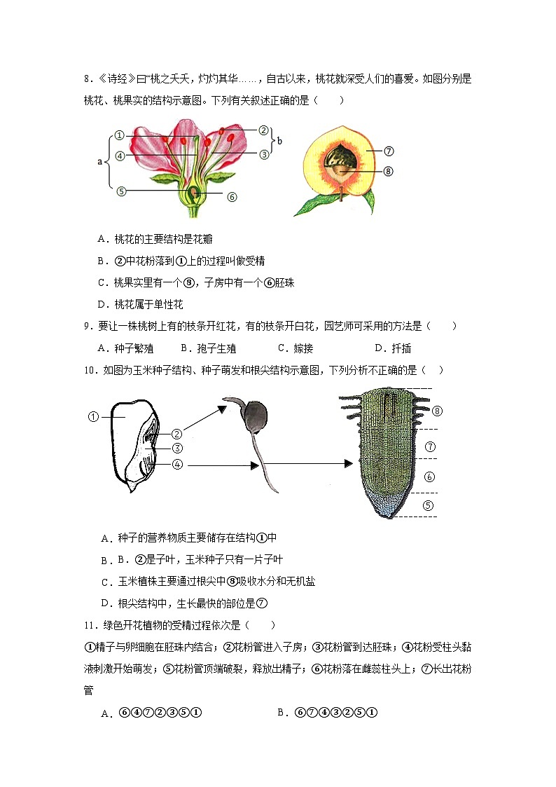 苏科版初中生物七下 5.11 植物的生命周期 同步练习（含答案）第3页