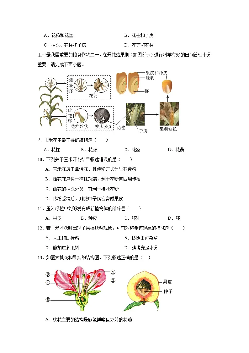 苏科版初中生物七下 5.11.3植物的开花和结果 同步练习（含答案）第2页