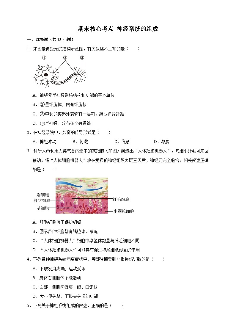 【期末核心考点】神经系统的组成 练习（含解析）-北京版初中生物七年级下册第1页