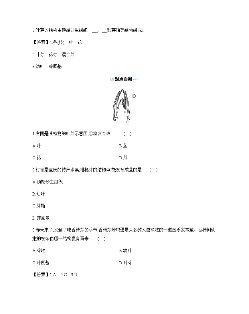 4.9.2 植物的生长 导学案 （含答案）苏教版初中生物七年级下册第3页