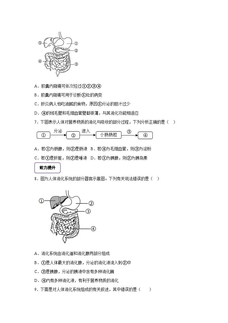 北师大版初中生物七下 4.6.2.1食物的消化和营养物质的吸收（第一课时） 分层作业（含答案）第2页