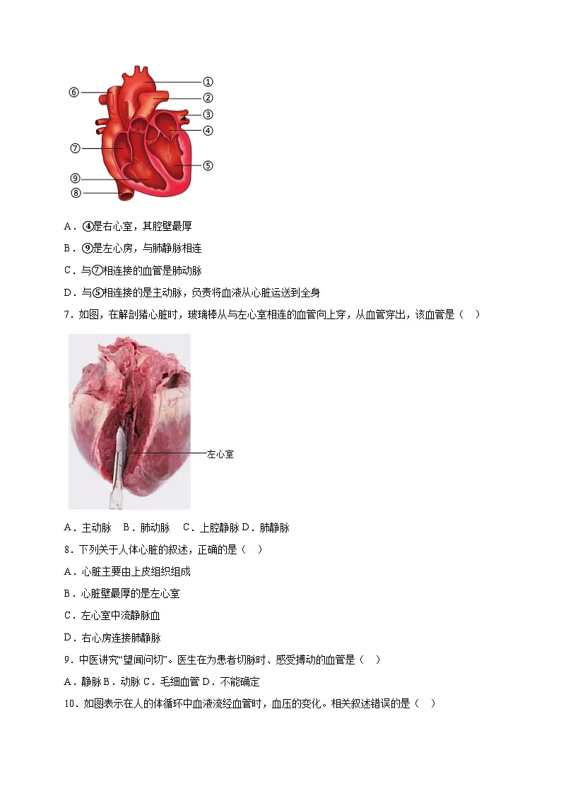 北师大版初中生物七下 4.7.2.2血液循环（第二课时） 分层作业（含答案）第2页