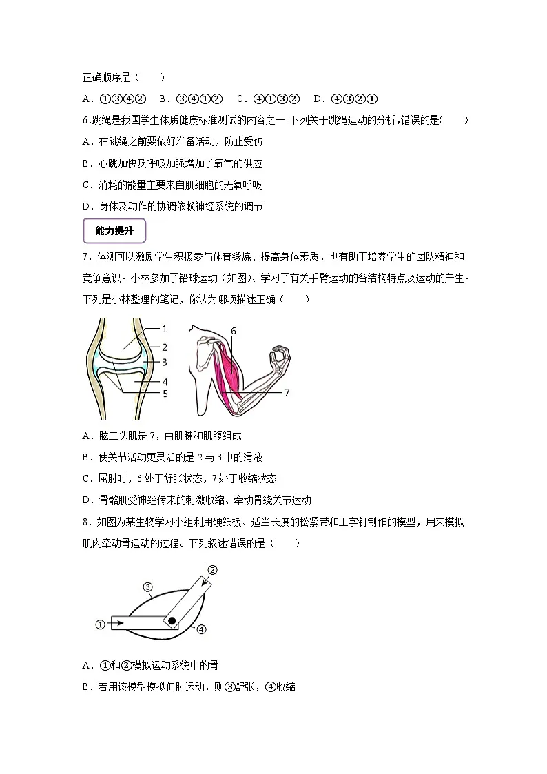 北师大版初中生物七下 4.11.3 运动的形成 分层作业（含答案）第2页