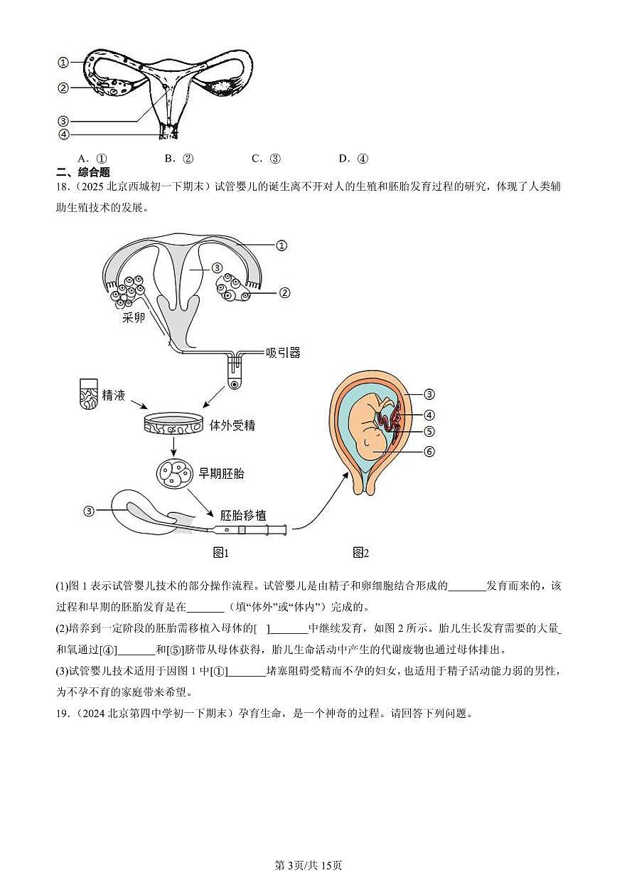 2023-2025北京初一（下）期末生物汇编：人的生殖第3页