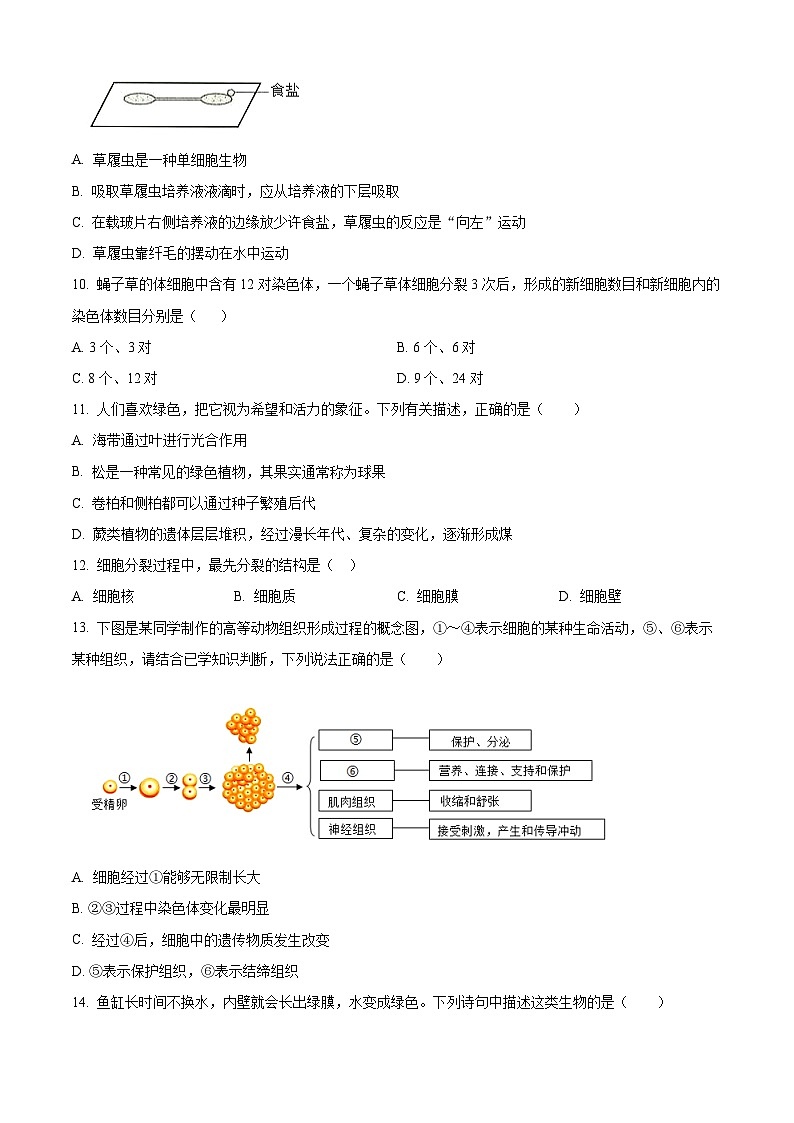 吉林省长春市汽车经济技术开发区长沈路学校2025-2026学年七年级上学期期中 生物试题第3页