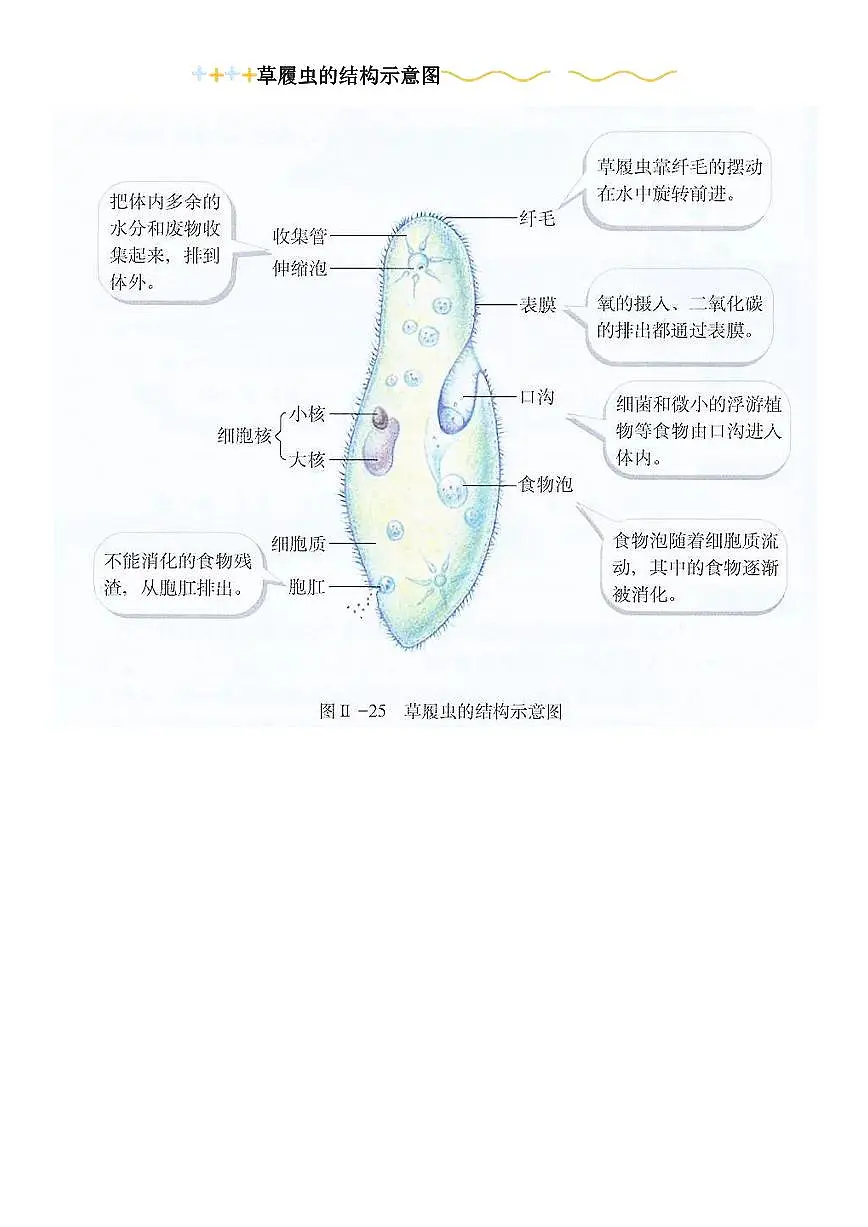 【初中人教版生物】知识点超全归纳总结第1页