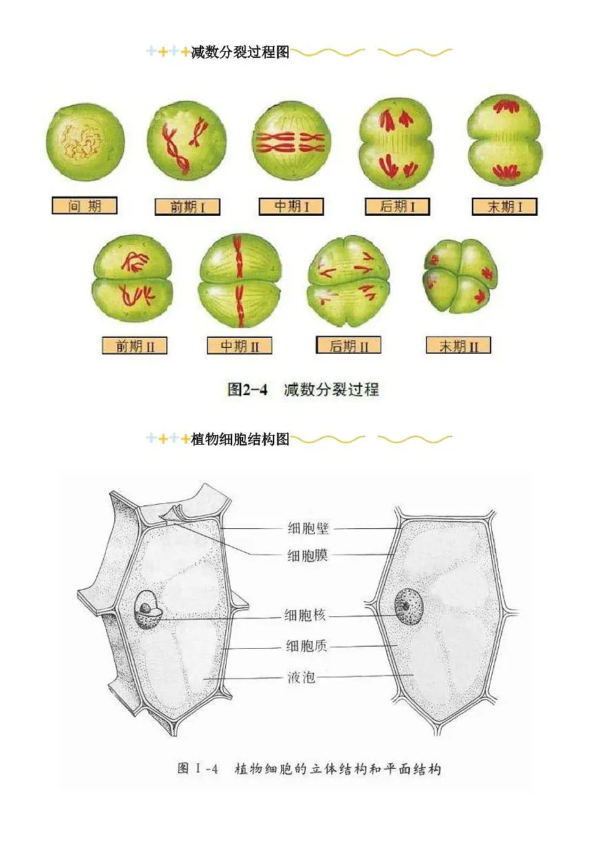 【初中人教版生物】知识点超全归纳总结第2页