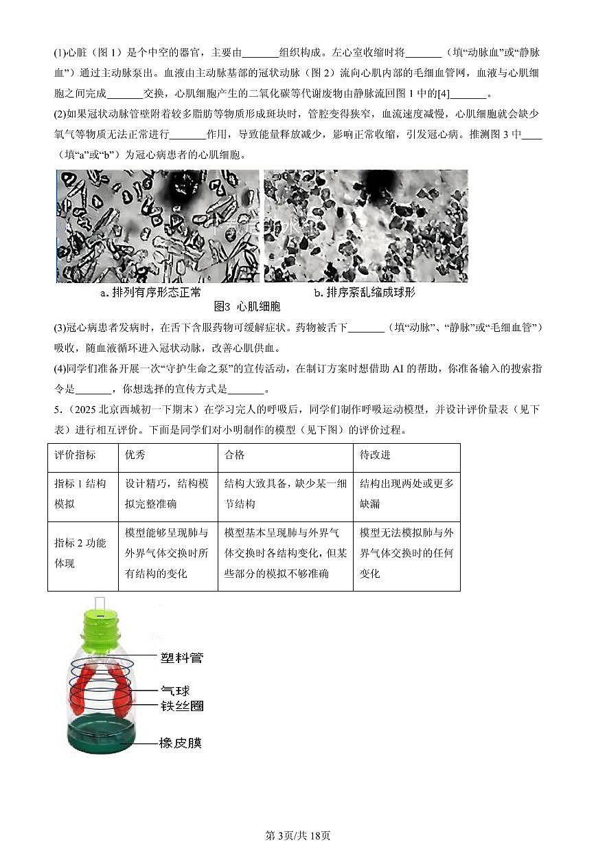 2025北京初一（下）期末生物汇编：生物的呼吸章节综合（京改版）（非选择题）第3页