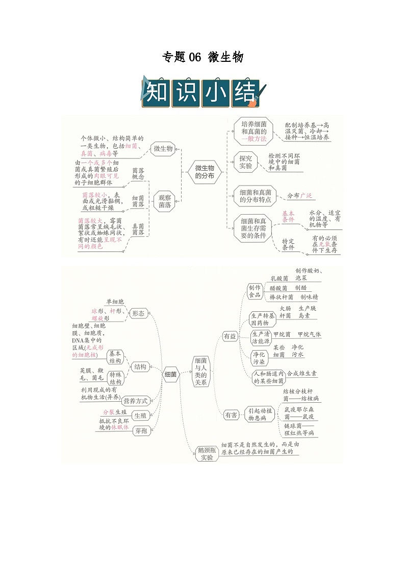 专题06 微生物（word）2025-2026学年七上生物人教版2024期末复习学案知识点+习题（解析版）第1页