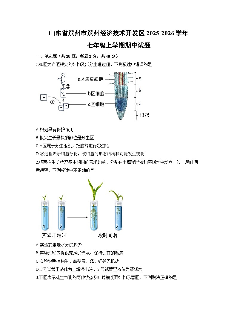 山东省滨州市滨州经济技术开发区2025-2026学年七年级上学期期中生物试卷（学生版）第1页