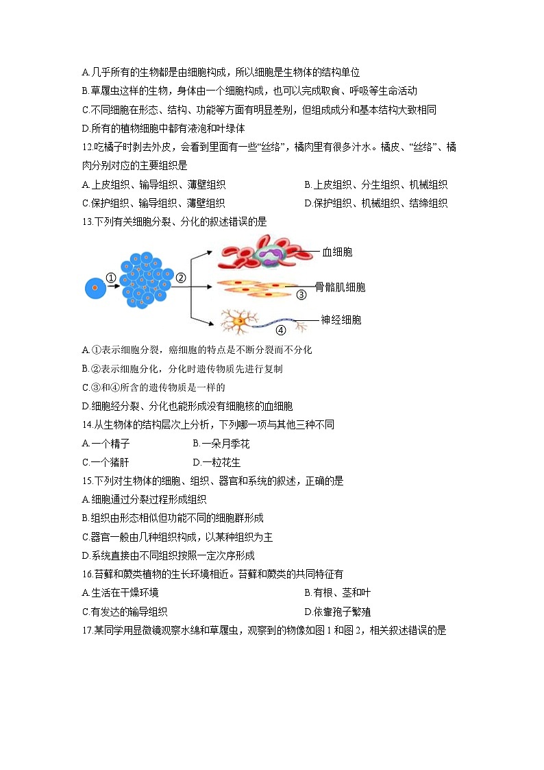 山东省滨州市无棣县2025-2026学年七年级上学期期中生物试卷（学生版）第3页