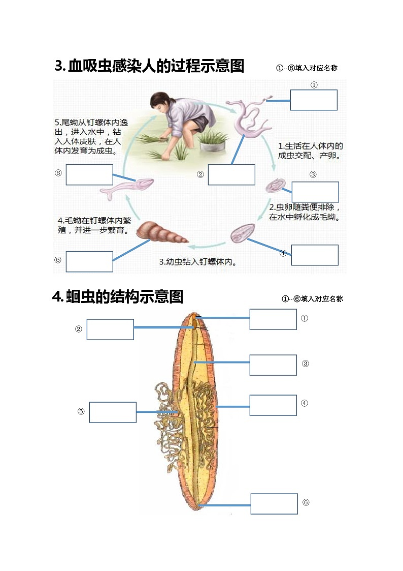 八年级上学期生物20个重点图学案（含答案）第2页