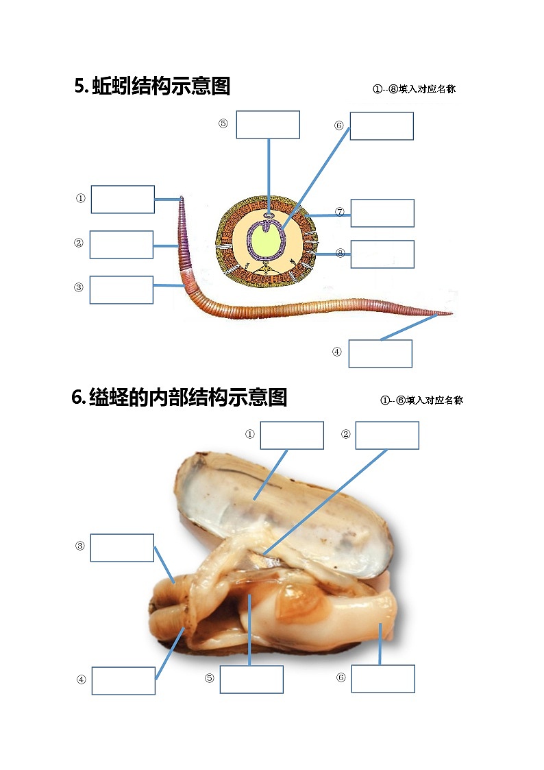 八年级上学期生物20个重点图学案（含答案）第3页