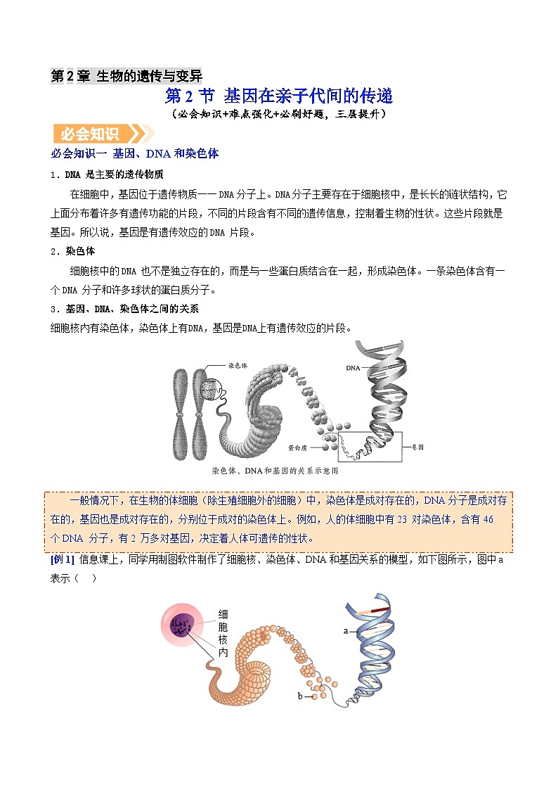 6.2.2 基因在亲子代间的传递（提升讲义）生物新教材人教版八年级下册（解析版）第1页