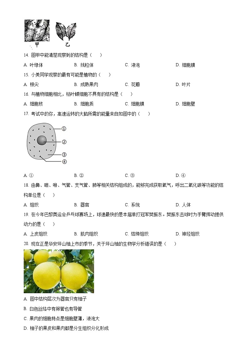 福建省漳州市华安县七年级上学期期中生物学试题（原卷版）-A4第3页