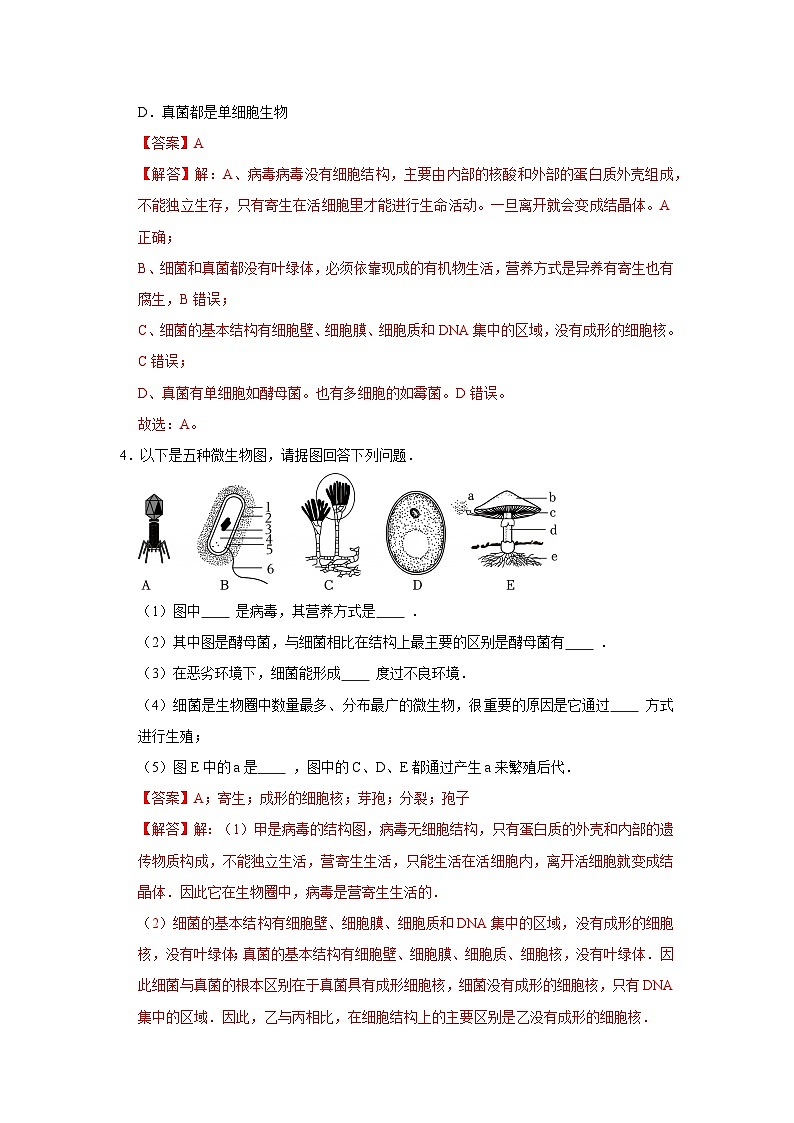 专题01  微生物与人的生活（期末复习专项训练）2025-2026学年八年级初中生物（北师大2024）（解析版）第3页