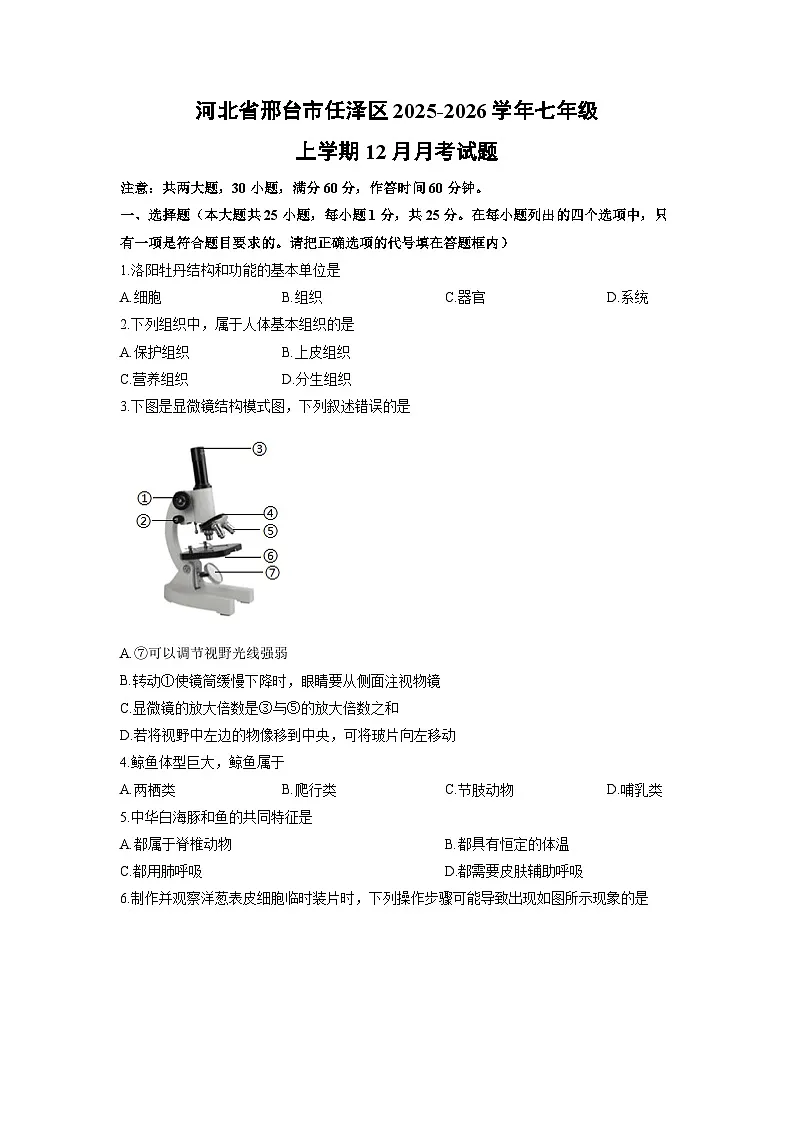 河北省邢台市任泽区2025-2026学年七年级上学期12月月考生物试卷（学生版）第1页