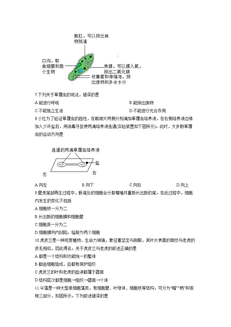 河南省平顶山市鲁山县第六教研区2025-2026学年七年级上学期12月月考生物试卷（学生版）第2页