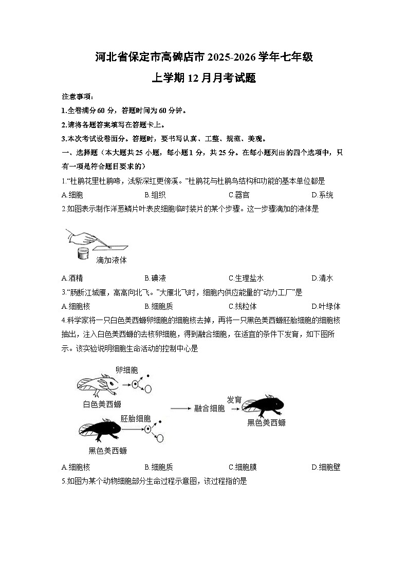 2025-2026学年河北省保定市高碑店市七年级上学期12月月考生物试卷（学生版）第1页