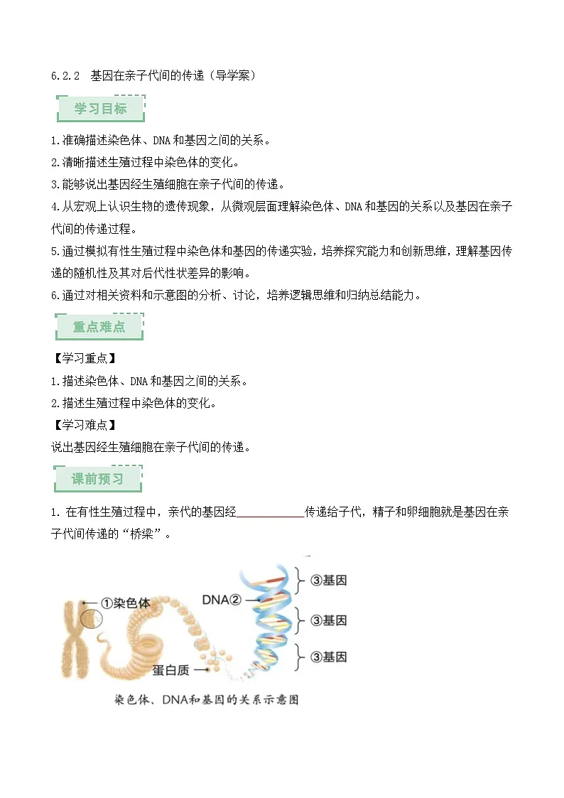 人教版2024初中生物八下6-2-2《基因在亲子代间的传递》导学案（原卷版）第1页