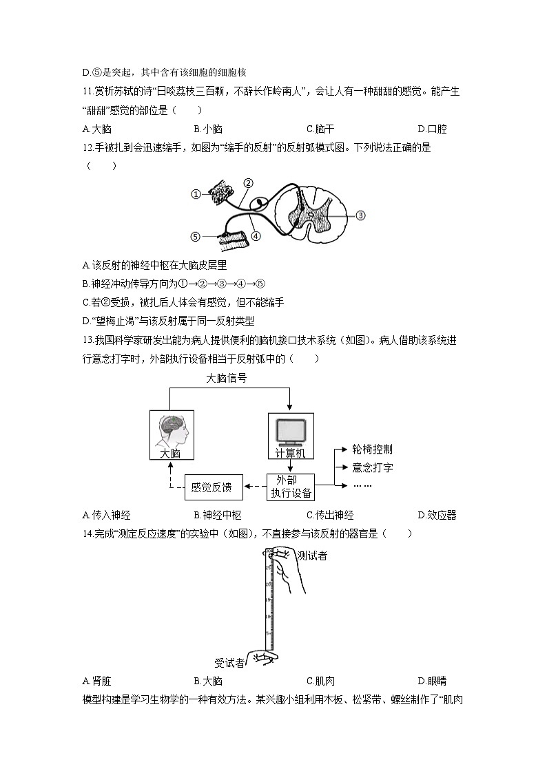 2025-2026学年广东省深圳部分学校八年级上学期期中生物试卷（学生版）第3页