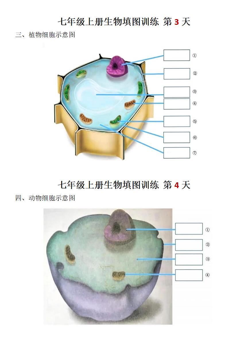 2024版人教版七年级上册生物填图训练含答案第2页