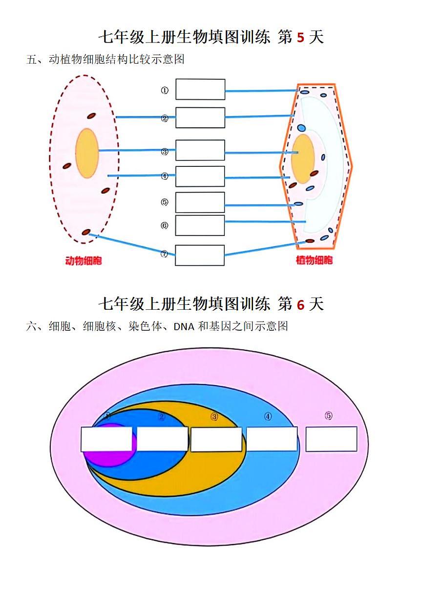 2024版人教版七年级上册生物填图训练含答案第3页