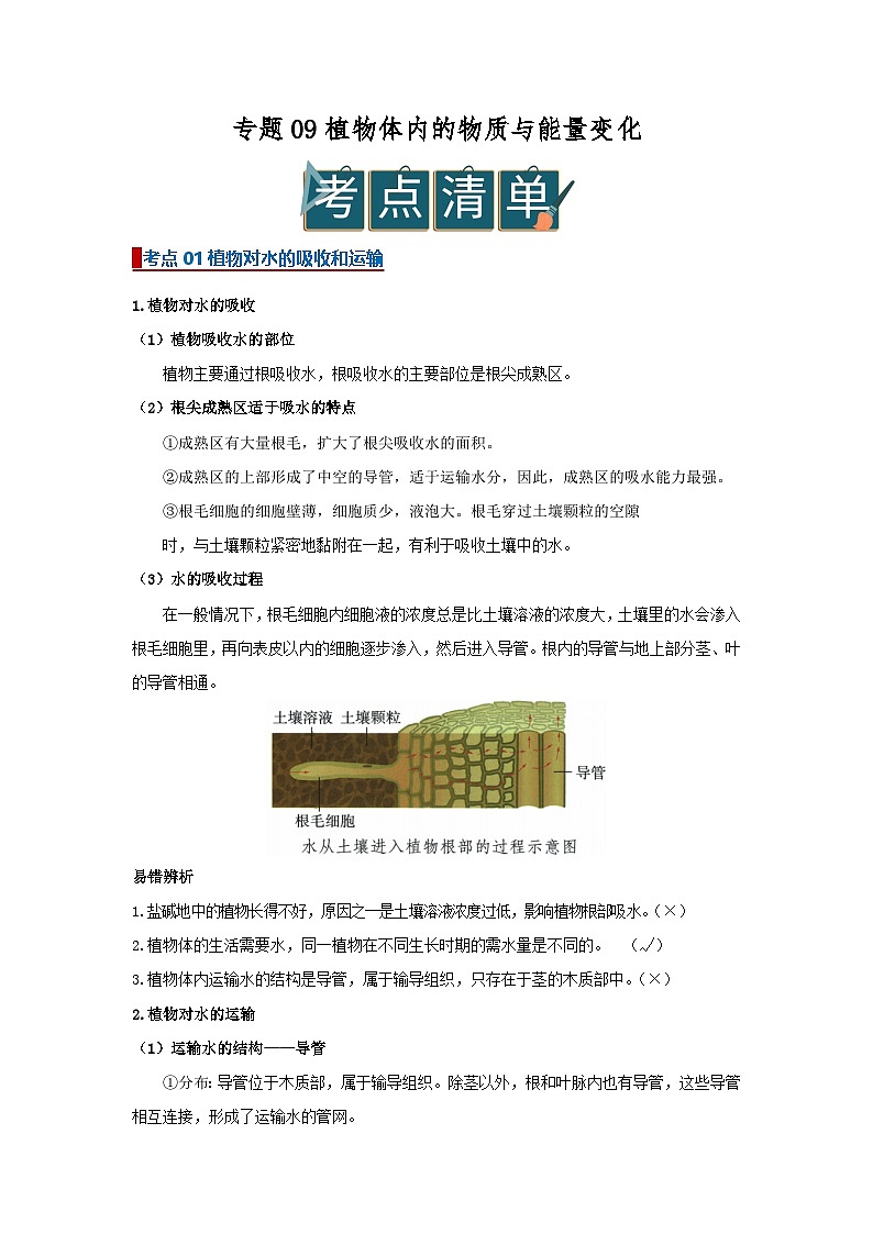 专题09植物体内的物质与能量变化（word） 2025-2026学年初中生物人教版2024一轮复习讲义知识清单+习题（解析版）第1页