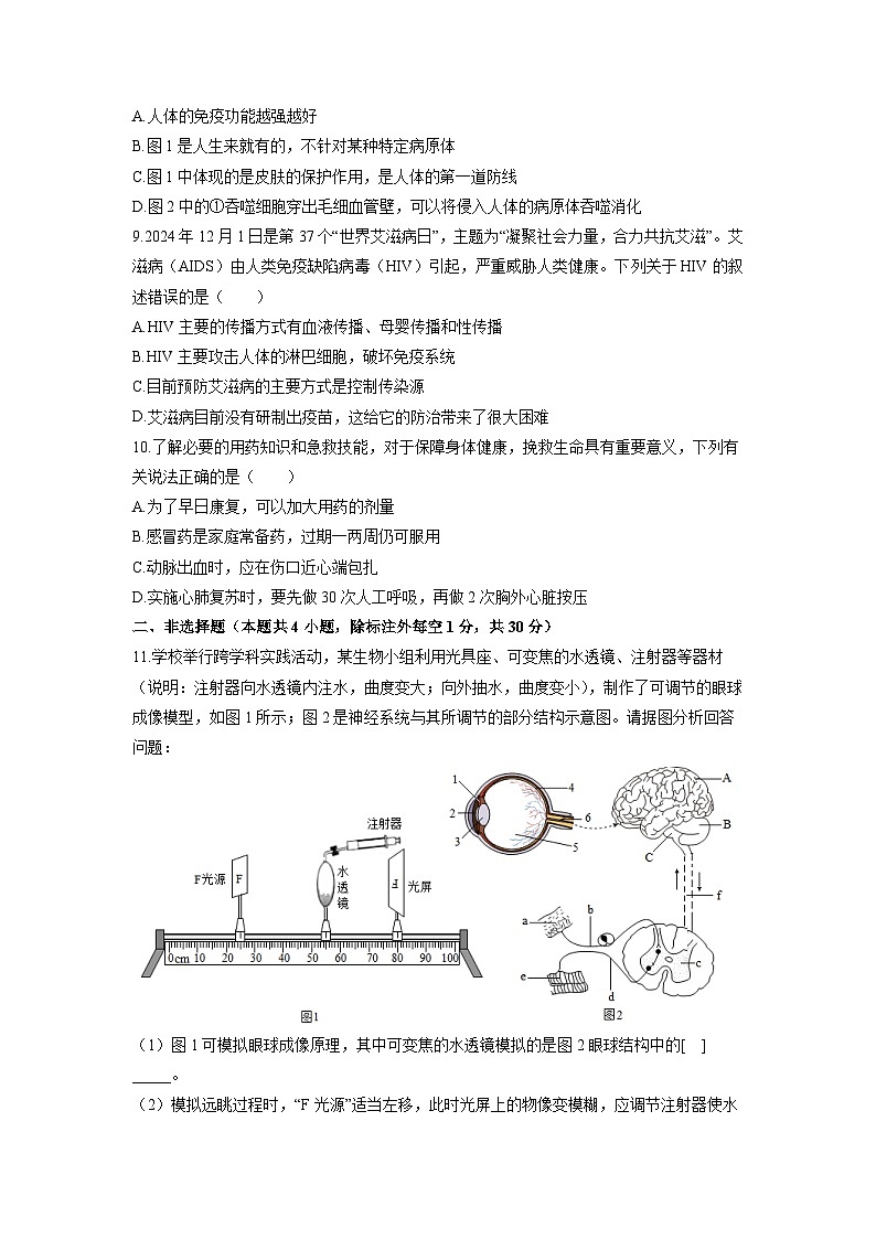 2025-2026学年湖北省黄石市八年级上学期期中生物试卷（学生版）第3页