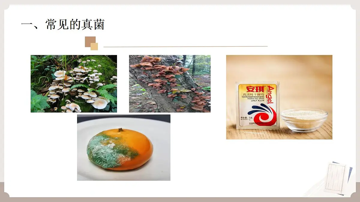 17826568第3页
