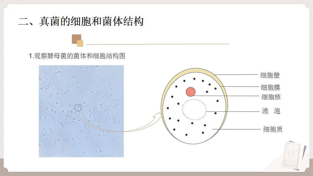 17826568第5页