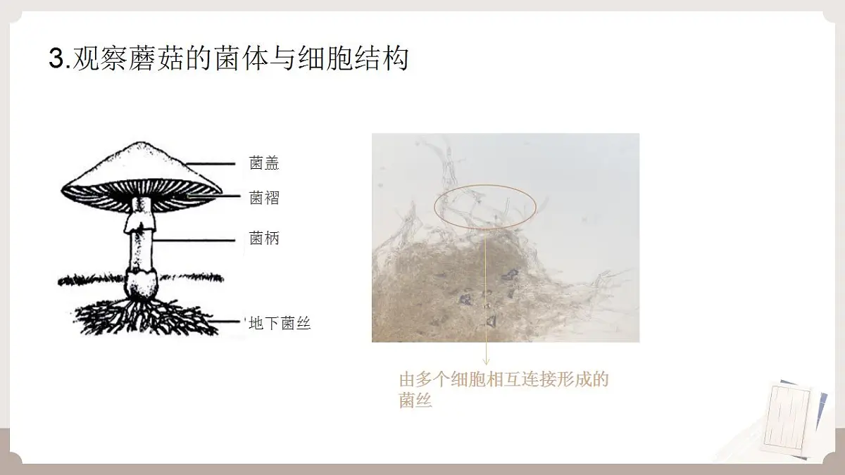 17826568第7页