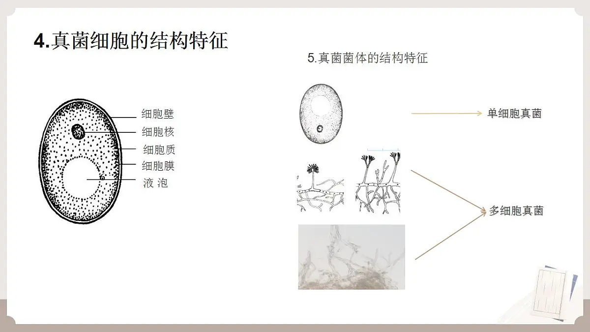 17826568第8页