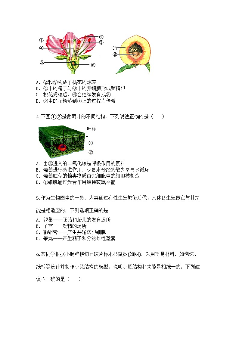 河南省漯河市临颍县2024-2025学年七年级下学期期末生物试题第2页