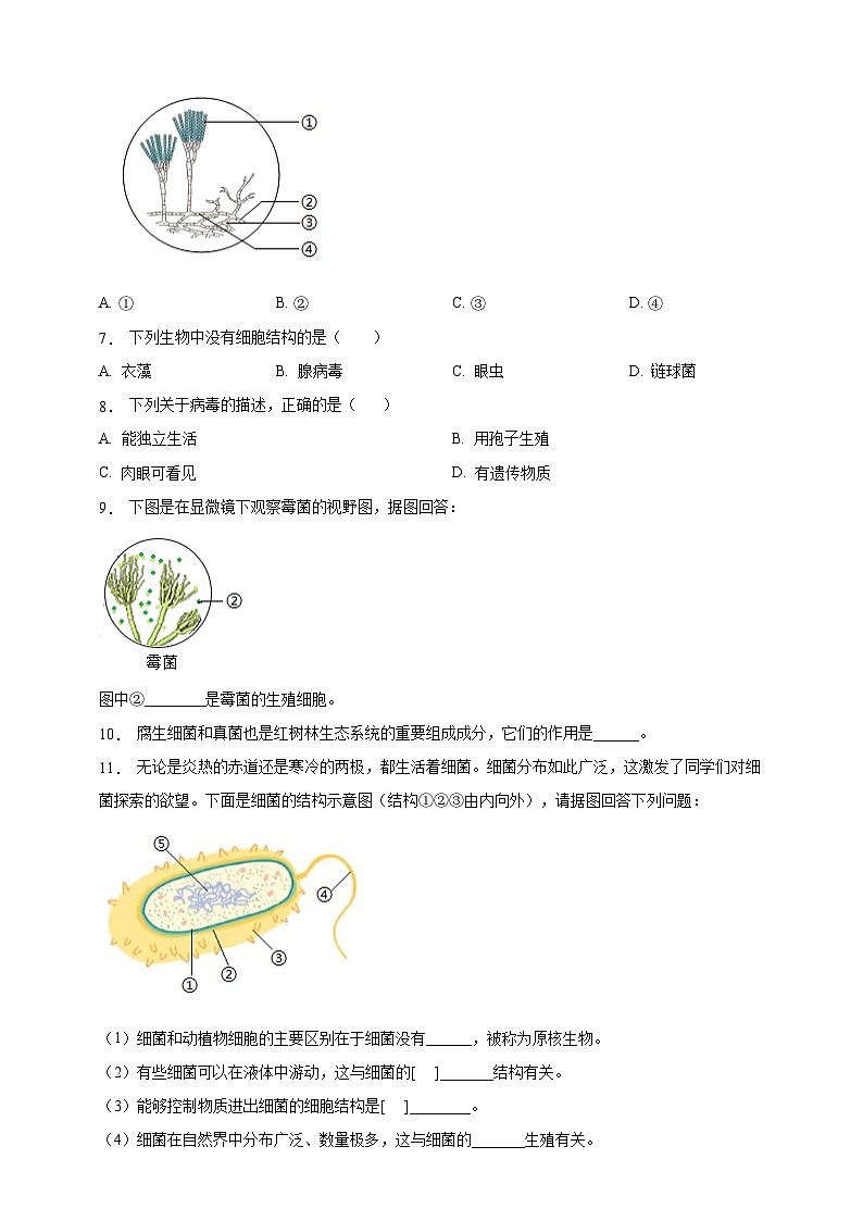 5.12.1 微生物的特点和主要类型-分层作业（含答案）--北师大版生物八年级上册第2页