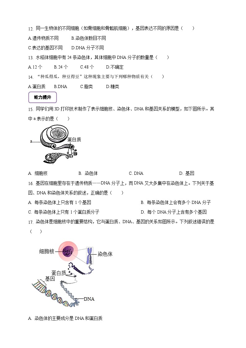 6.16.2 性状遗传的物质基础-分层作业（含答案）--北师大版生物八年级上册第2页