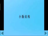 4.2.2.2营养物质的吸收--人教版（新教材）七年级生物下册培优备课课件