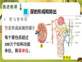 4.5.2尿的形成和排出--人教版（新教材）七年级生物下册培优备课课件