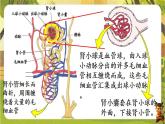 4.5.2尿的形成和排出--人教版（新教材）七年级生物下册培优备课课件