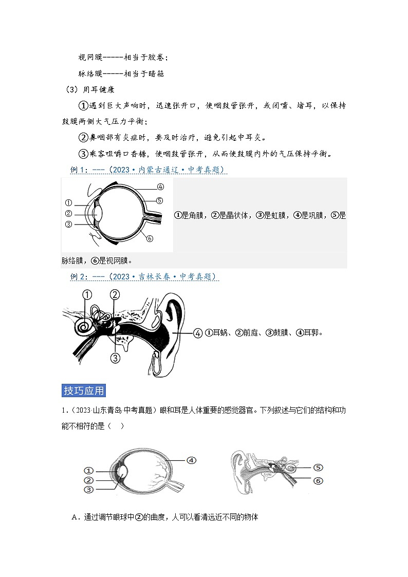 专题07 人体生命活动调节（学生版）第3页