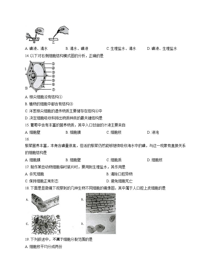 广东省肇庆市第一中学2024_2025学年七年级上学期期末生物试题（文字版，含答案）第3页