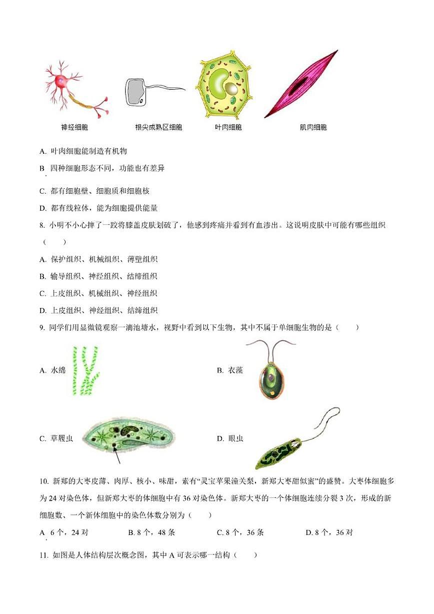 2024-2025学年甘肃省兰州市第八十八中学七年级上学期期中生物学试题（有答案）第3页