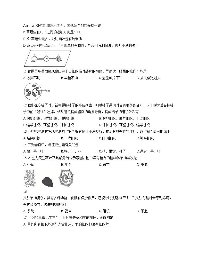 山东省滕州市2025_2026学年七年级上学期期中考试生物试题（文字版，含答案）第3页