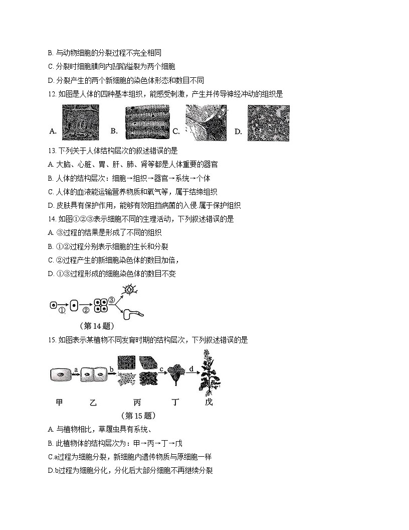 吉林省松原市宁江区2025—2026学年七年级上学期期中生物试题（文字版，含答案）第3页