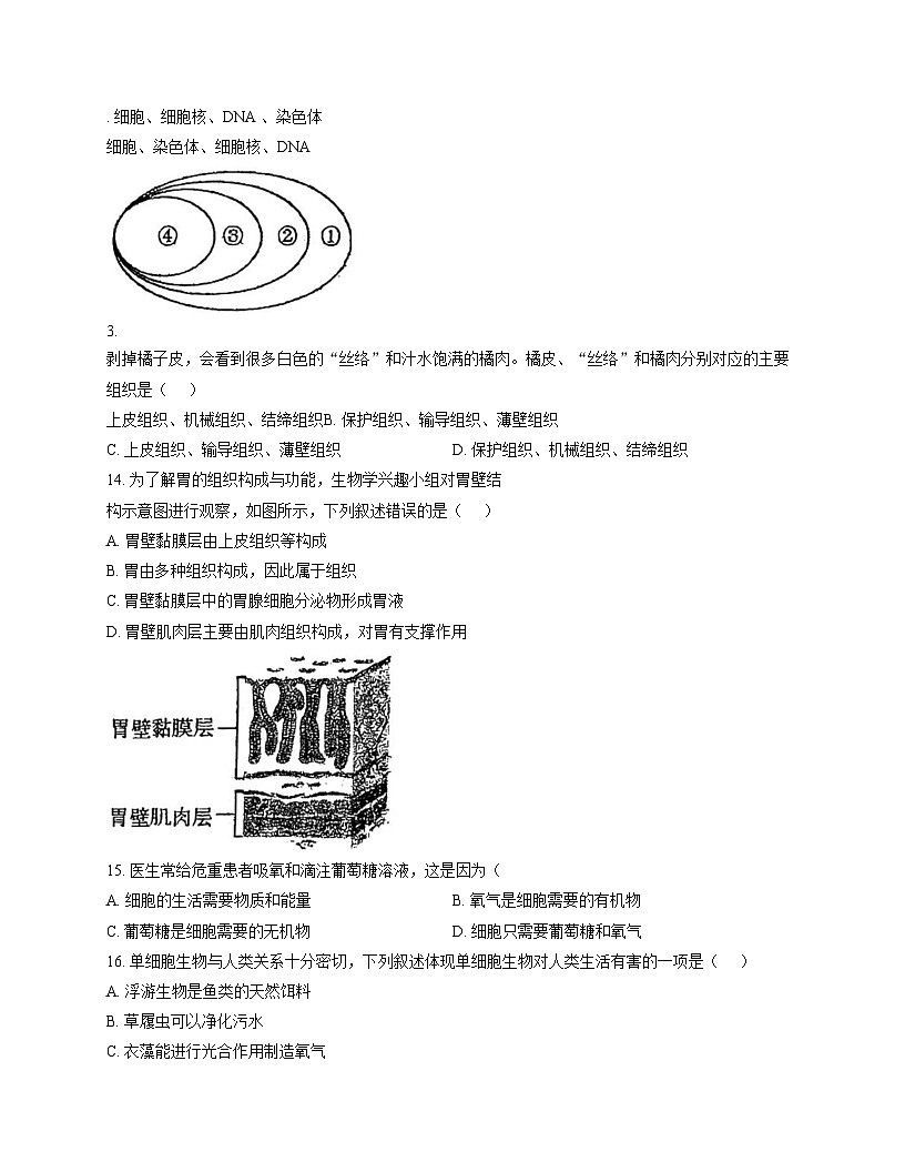 吉林省长春市二道区东北师范大学附属实验学校（经开）2025_2026学年七年级上学期11月期中生物试题（文字版，含答案）第3页