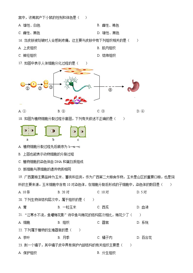 广东省深圳市宝安区宝安新安中学集团七年级上学期期中生物学试题（原卷版）-A4第3页